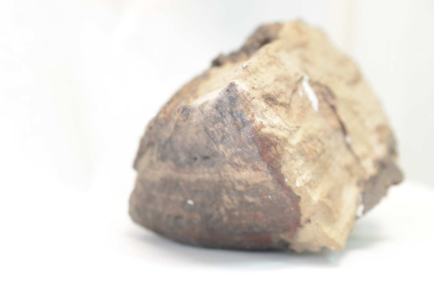 Wind Polished Petrified Wood Specimen