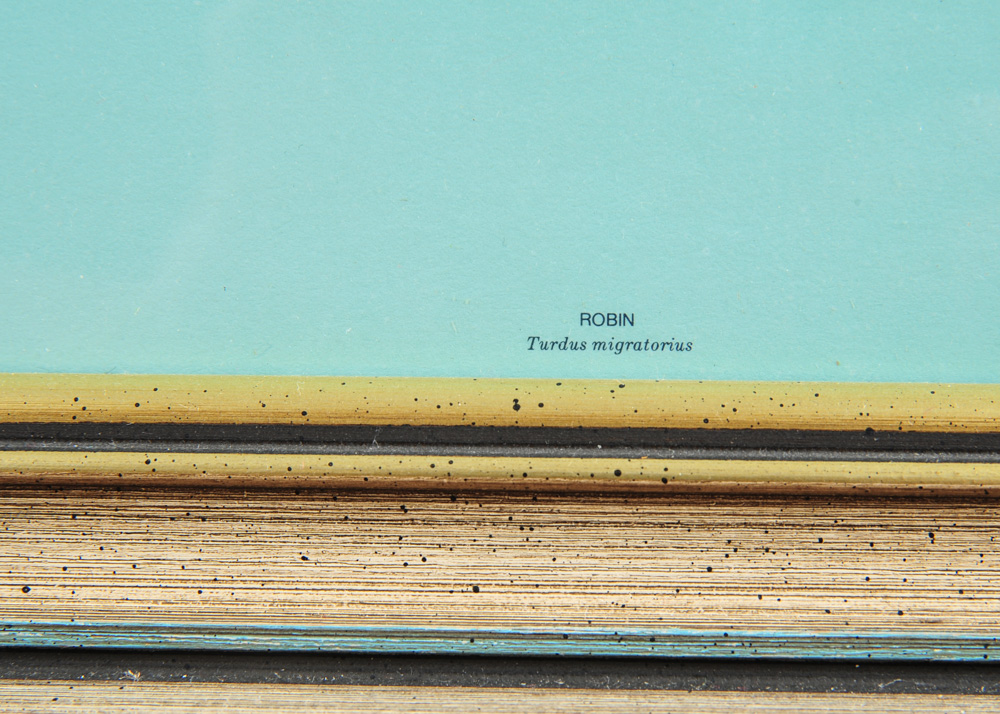 Pair of Signed and Numbered Roger Tory Peterson Prints