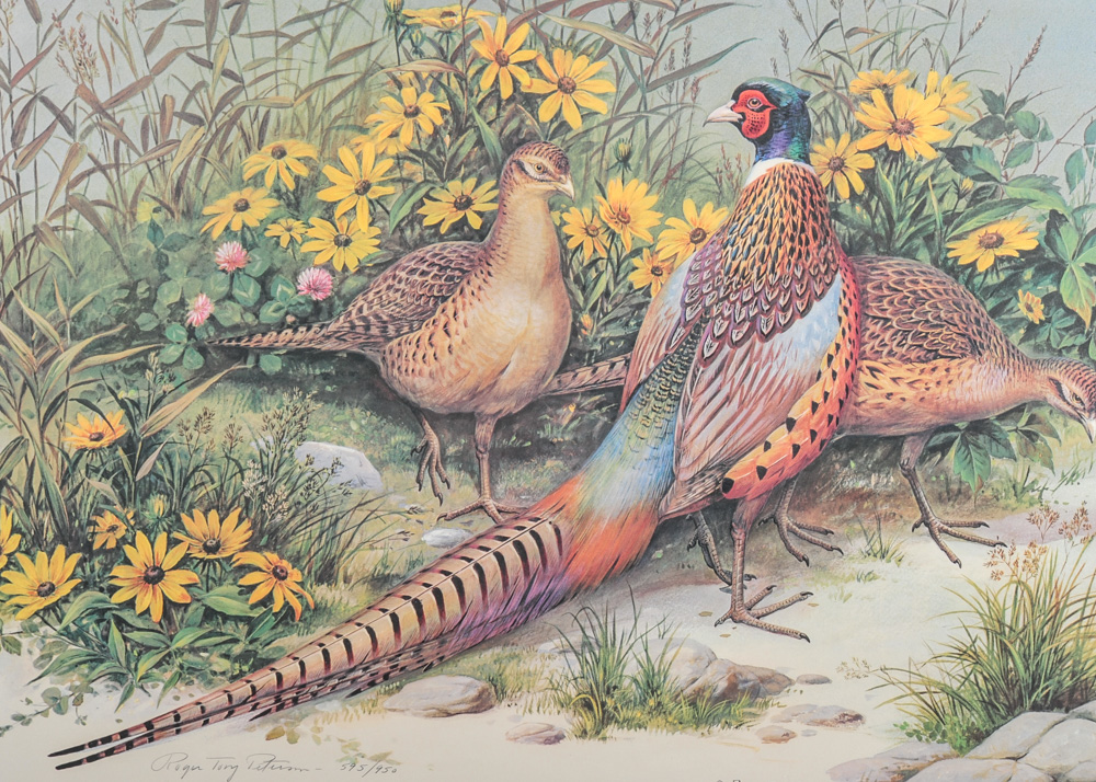 Signed and Numbered Roger Tory Peterson Print "Ring Necked Pheasant"