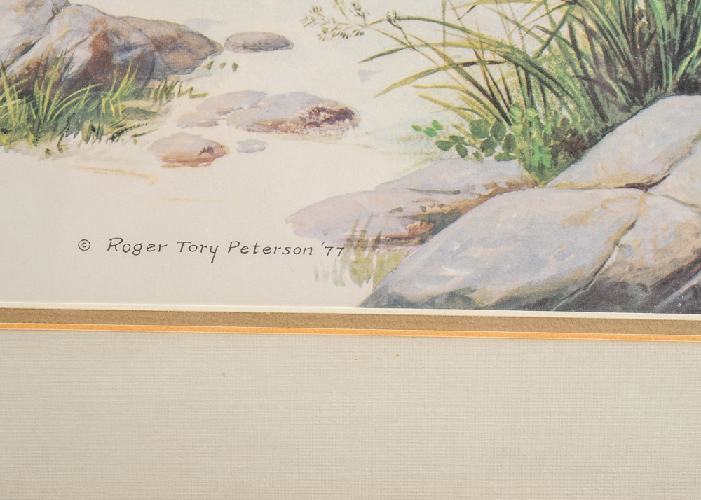 Signed and Numbered Roger Tory Peterson Print "Ring Necked Pheasant"
