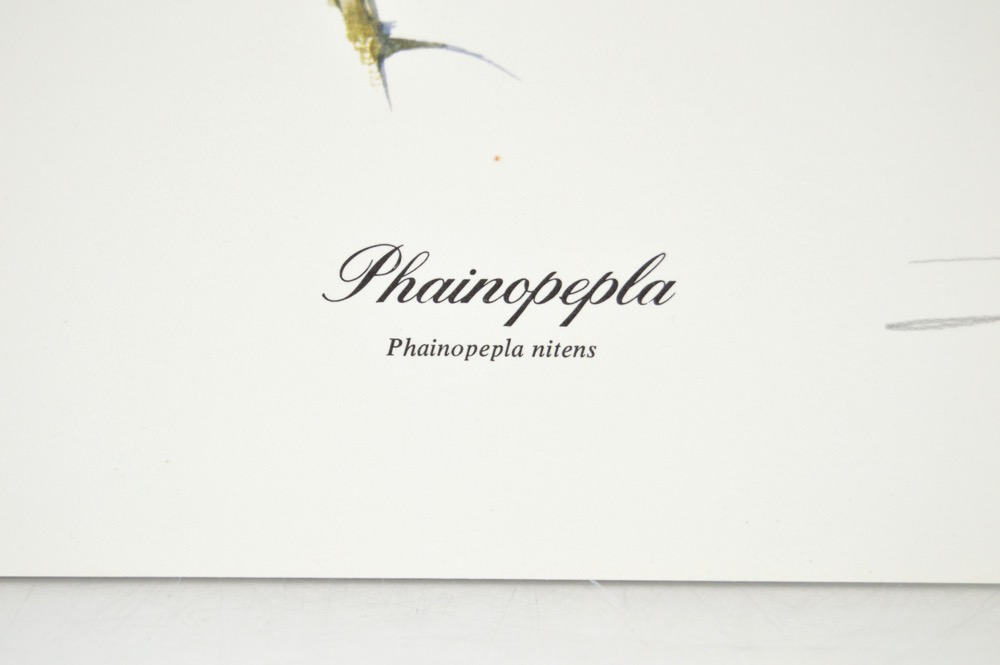 Signed Ray Harm Bird Prints