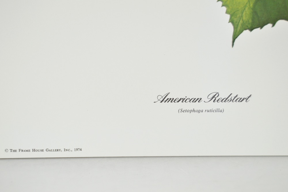 Signed Ray Harm Bird Prints