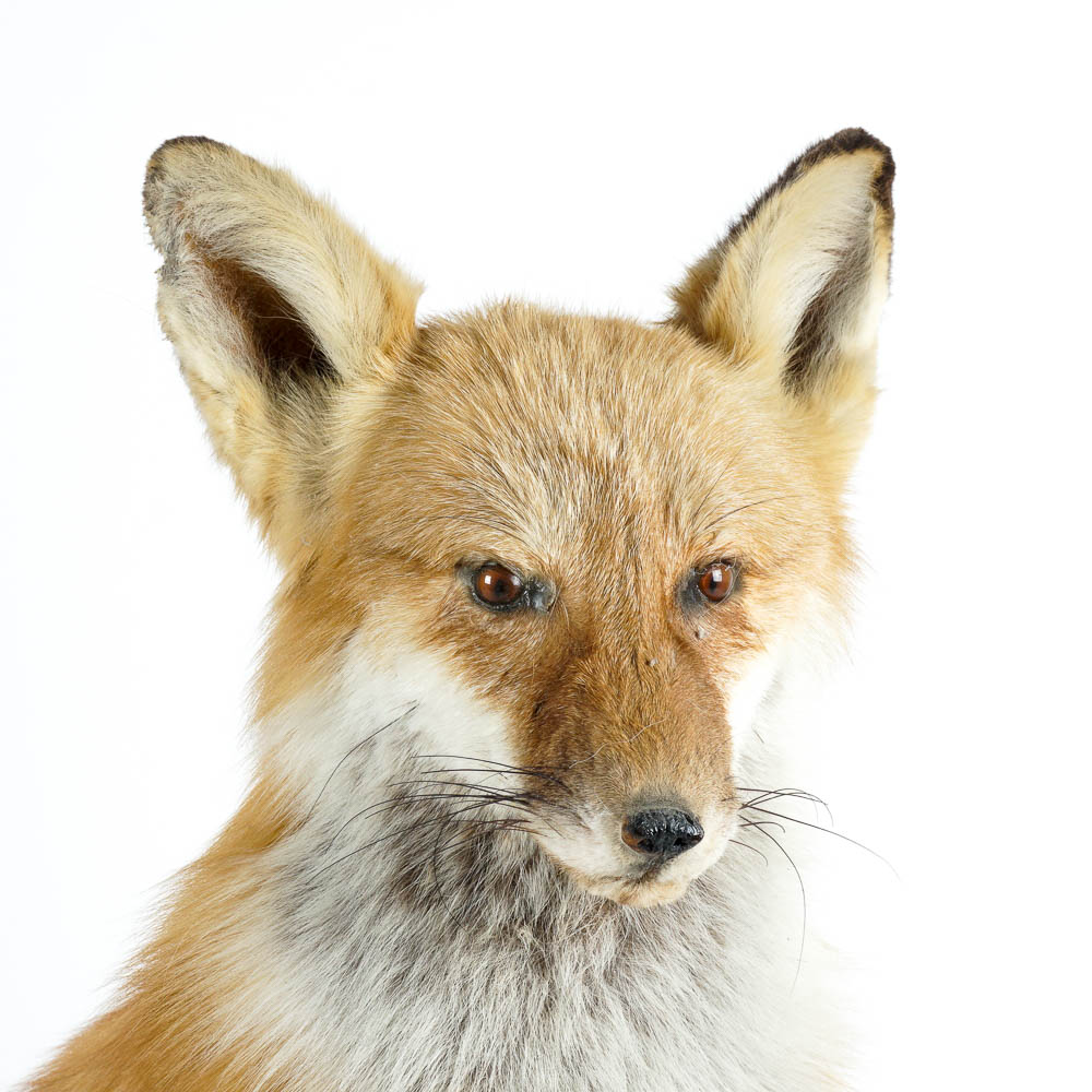 Taxidermy Red Fox Mount