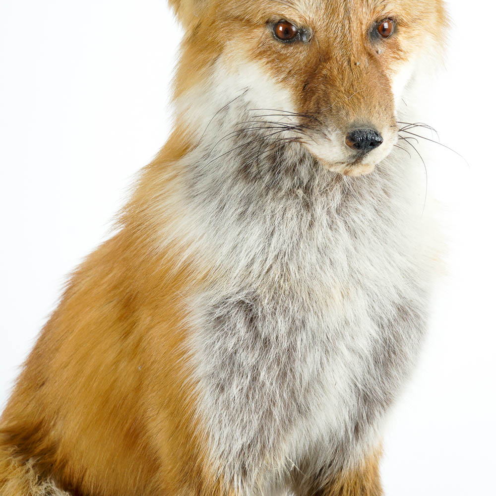Taxidermy Red Fox Mount