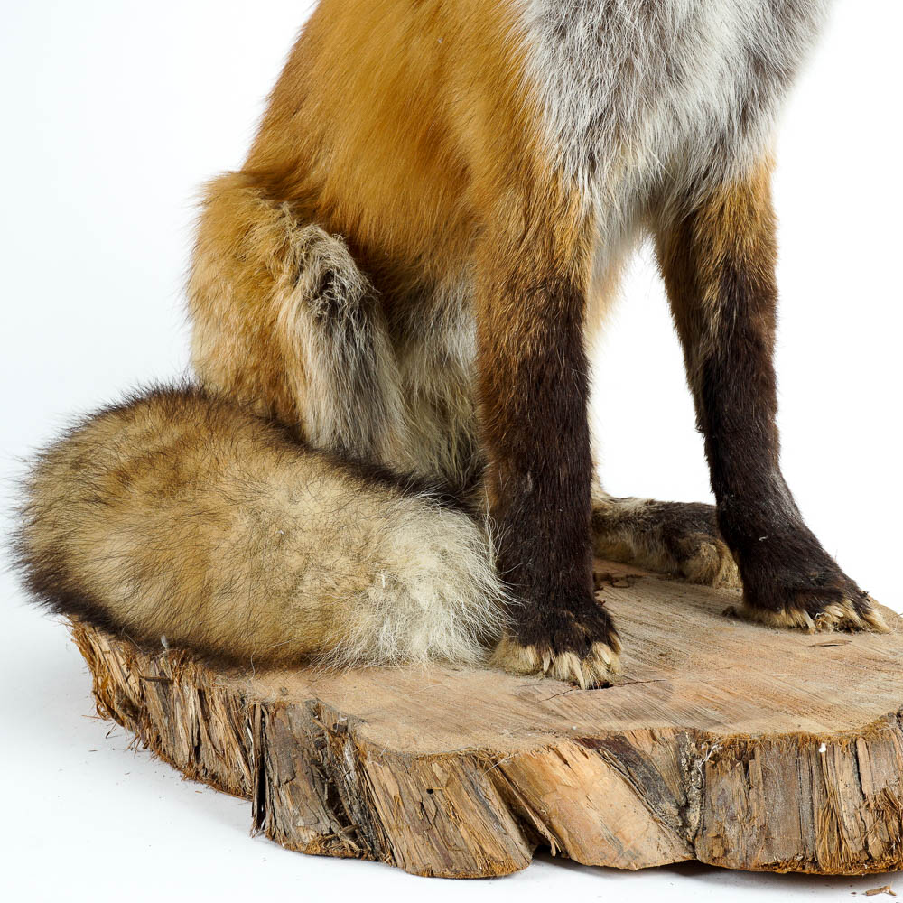 Taxidermy Red Fox Mount