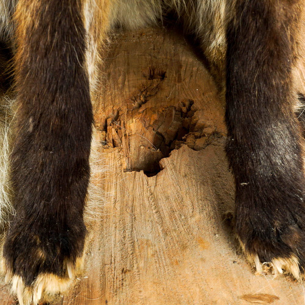 Taxidermy Red Fox Mount