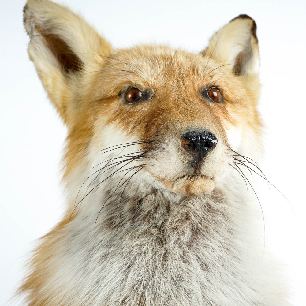 Taxidermy Red Fox Mount