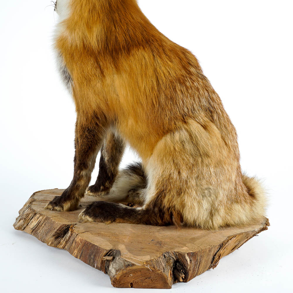 Taxidermy Red Fox Mount