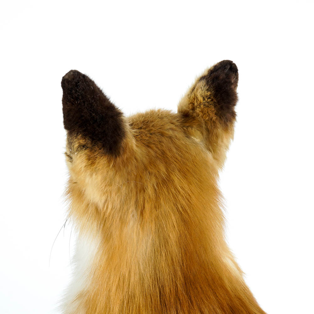 Taxidermy Red Fox Mount