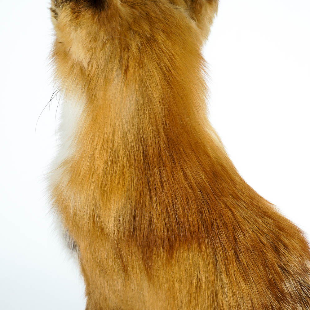 Taxidermy Red Fox Mount