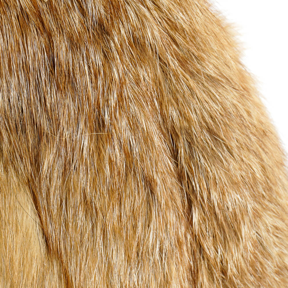 Taxidermy Red Fox Mount