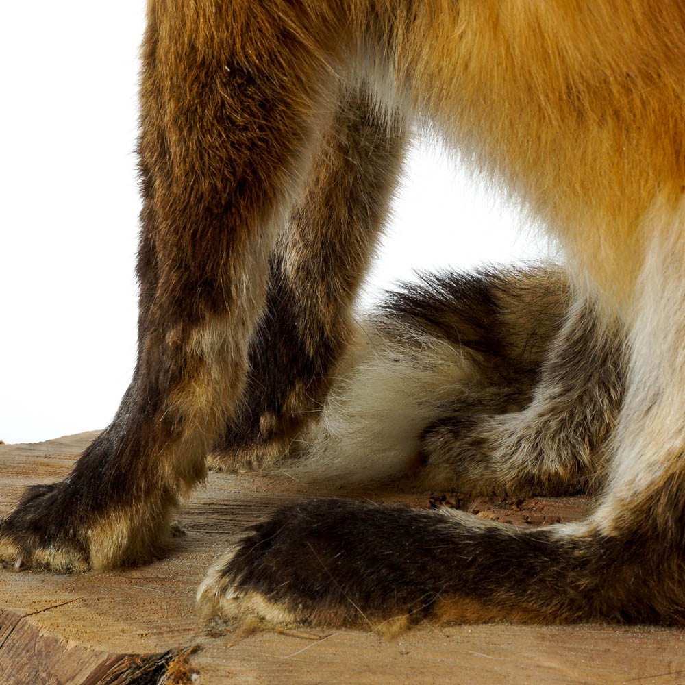 Taxidermy Red Fox Mount