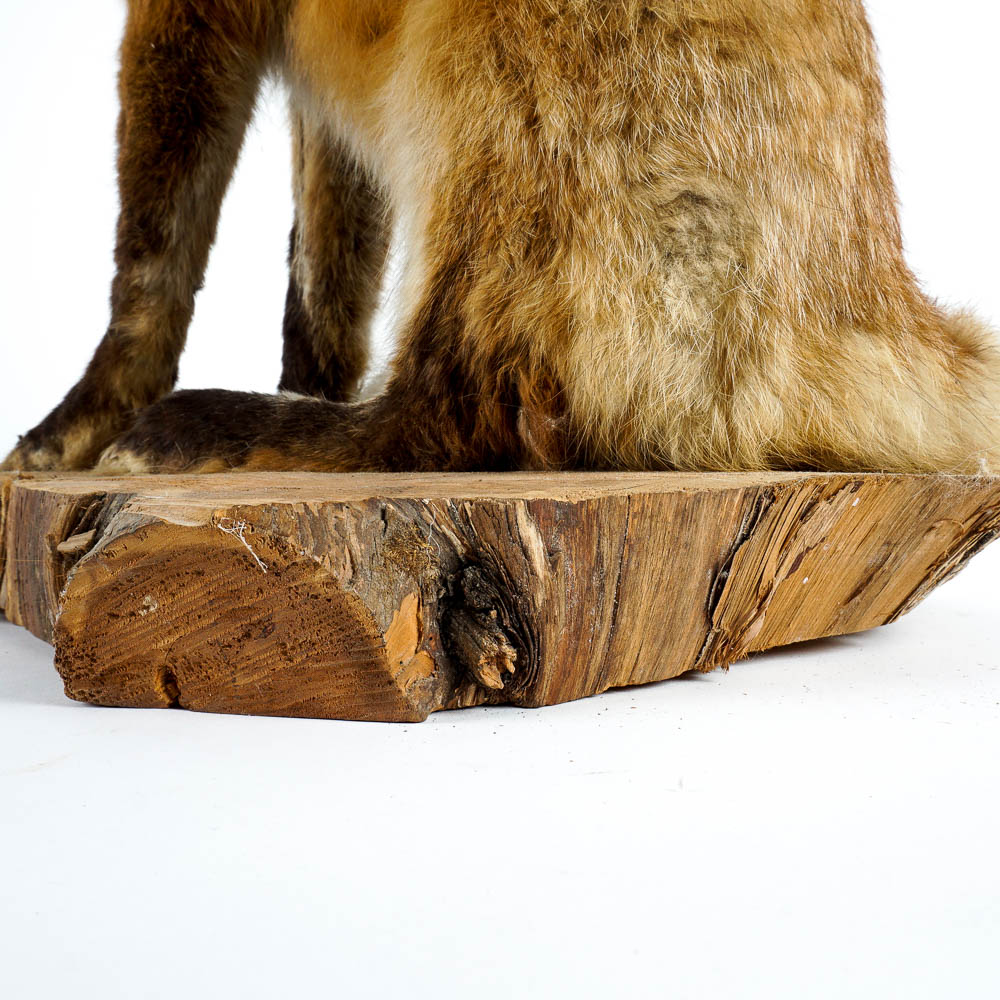 Taxidermy Red Fox Mount