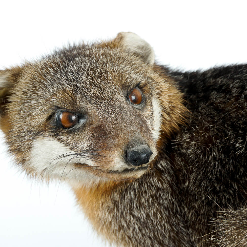 Taxidermy Gray Fox Mount