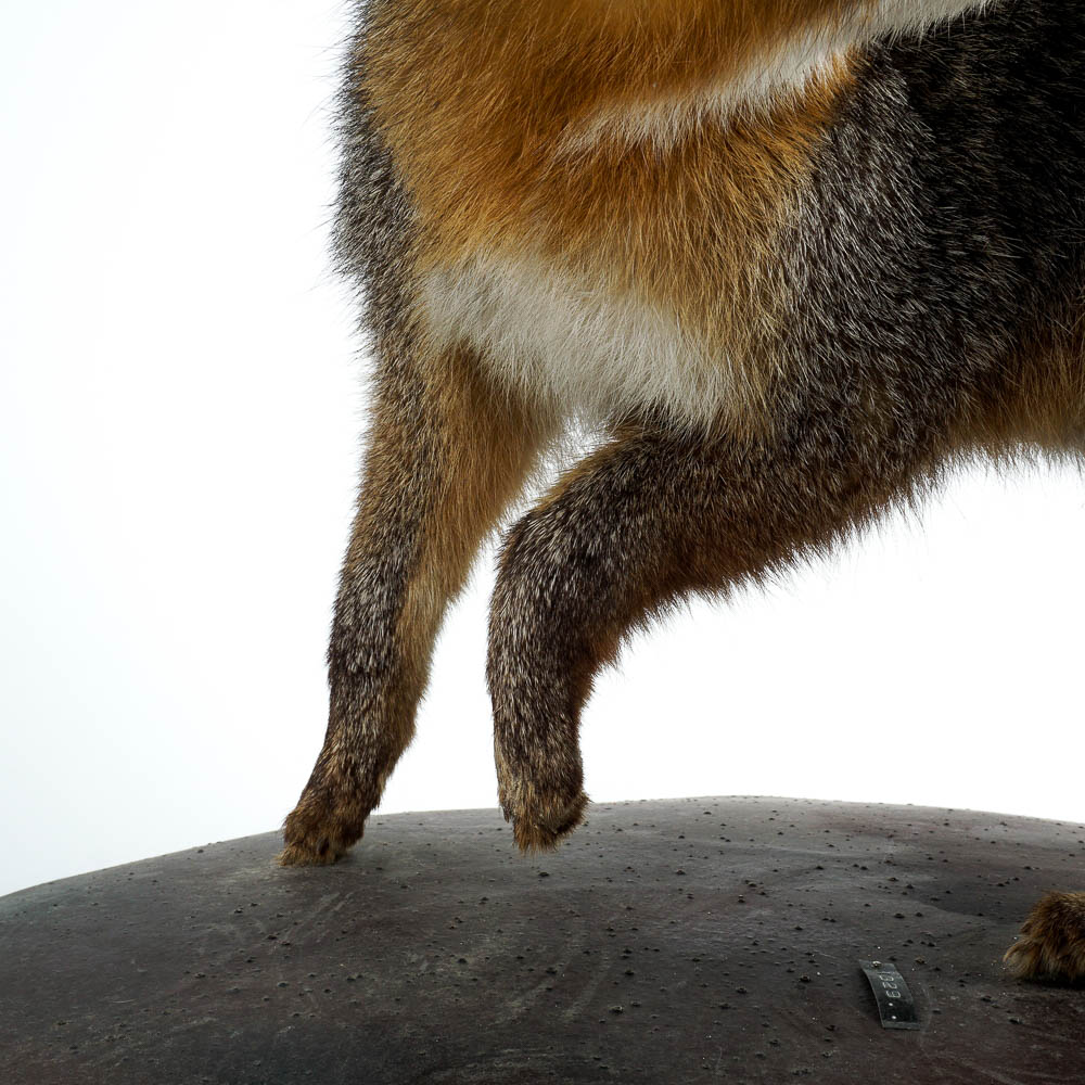 Taxidermy Gray Fox Mount