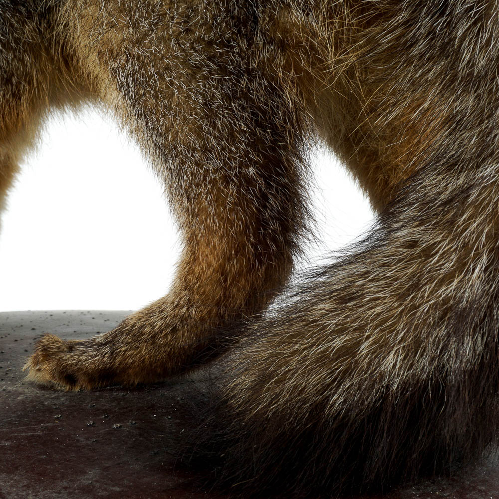 Taxidermy Gray Fox Mount