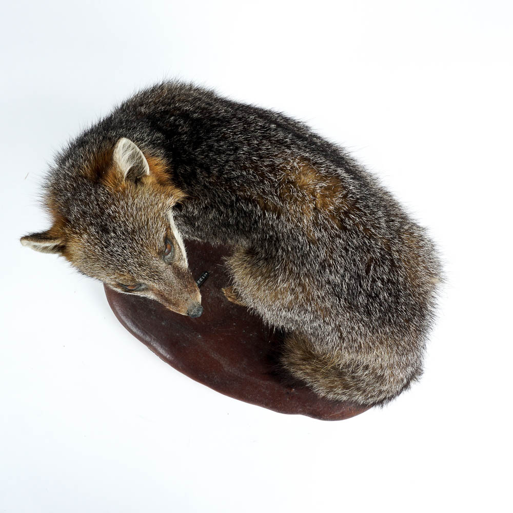Taxidermy Gray Fox Mount