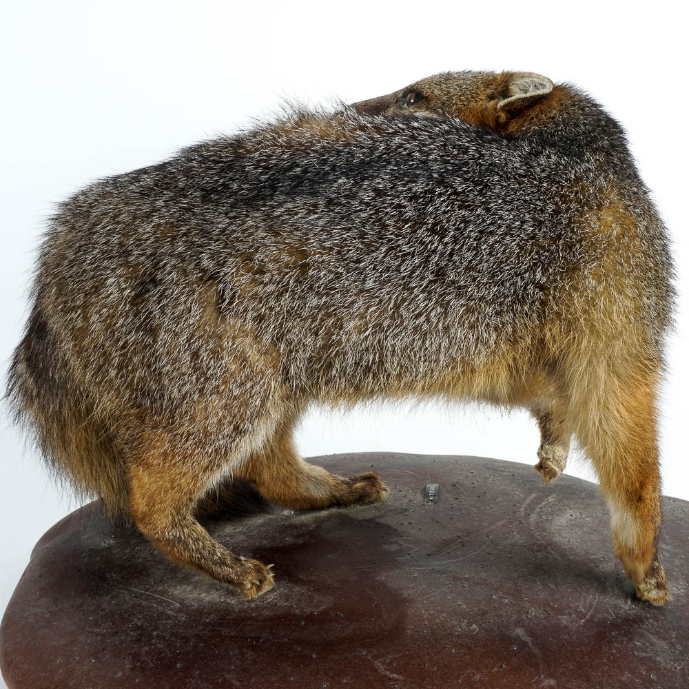 Taxidermy Gray Fox Mount