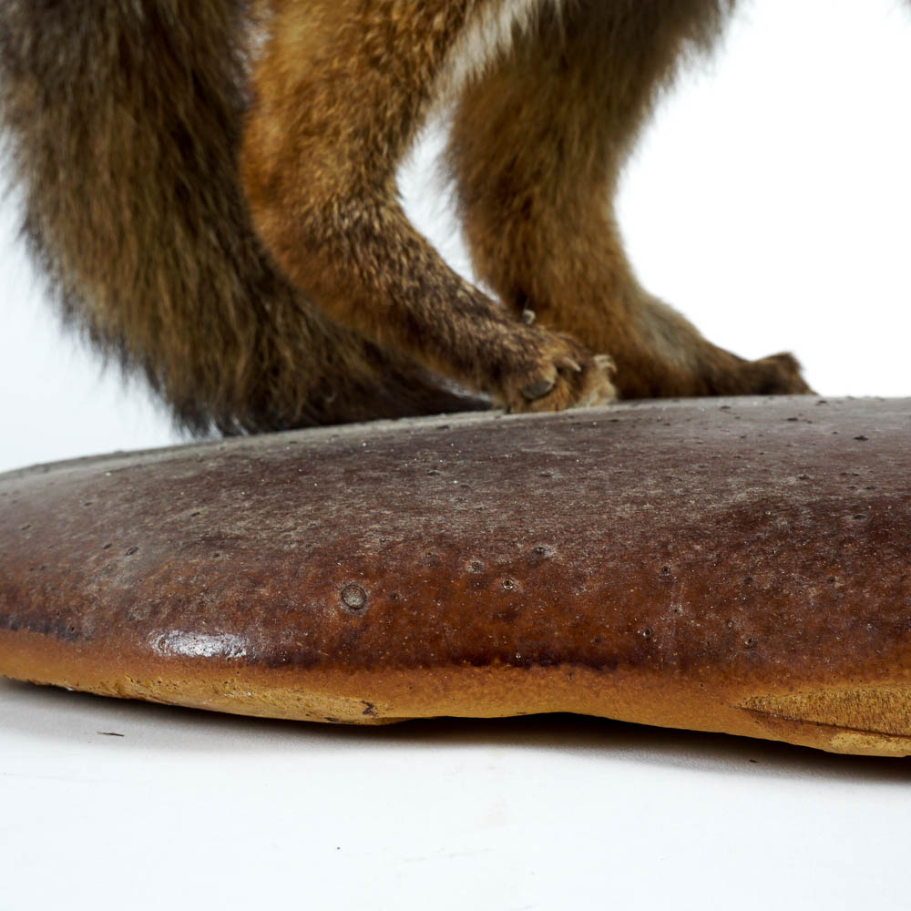 Taxidermy Gray Fox Mount