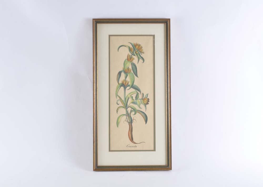 Hand-Colored Engraving of Cruciata