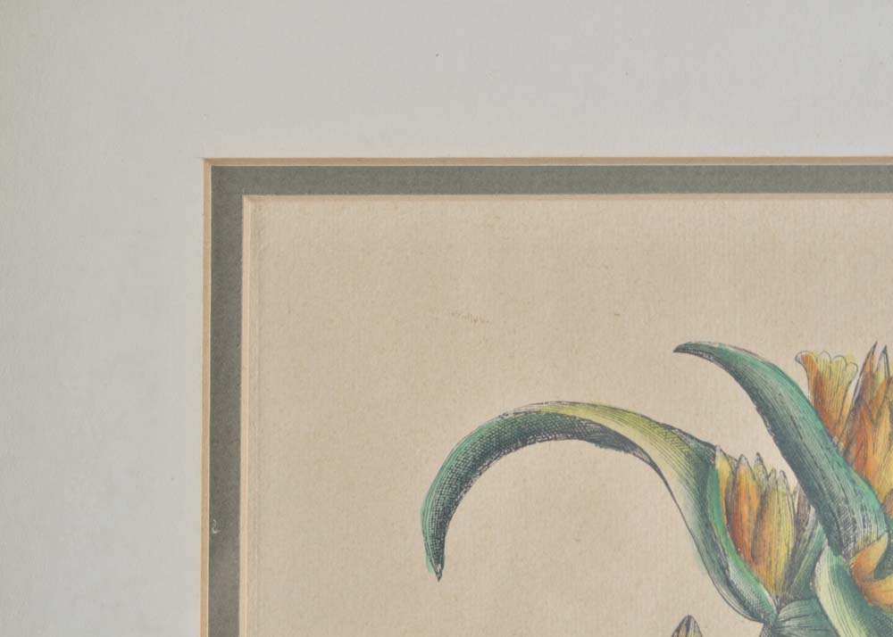 Hand-Colored Engraving of Cruciata