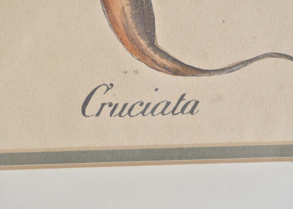 Hand-Colored Engraving of Cruciata