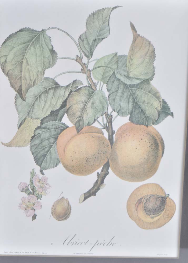 Botanical Apricot Offset Lithograph