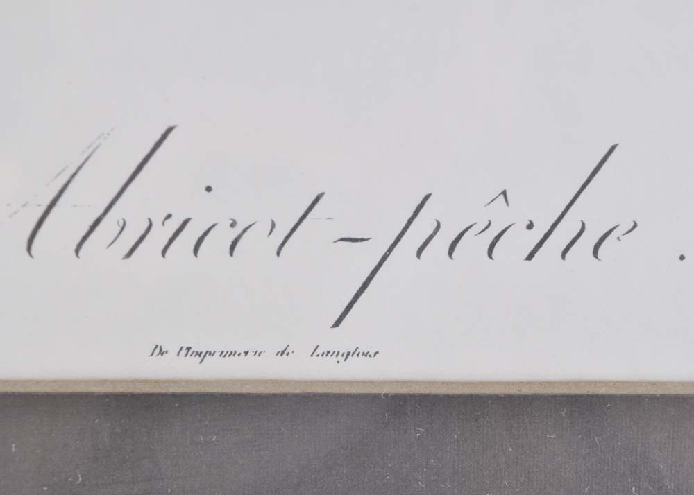 Botanical Apricot Offset Lithograph