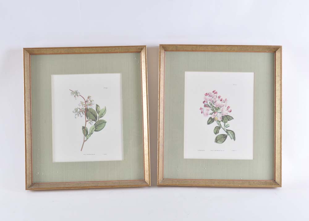 Pair of S. Curtis Walworth Botanical Offset Lithographs