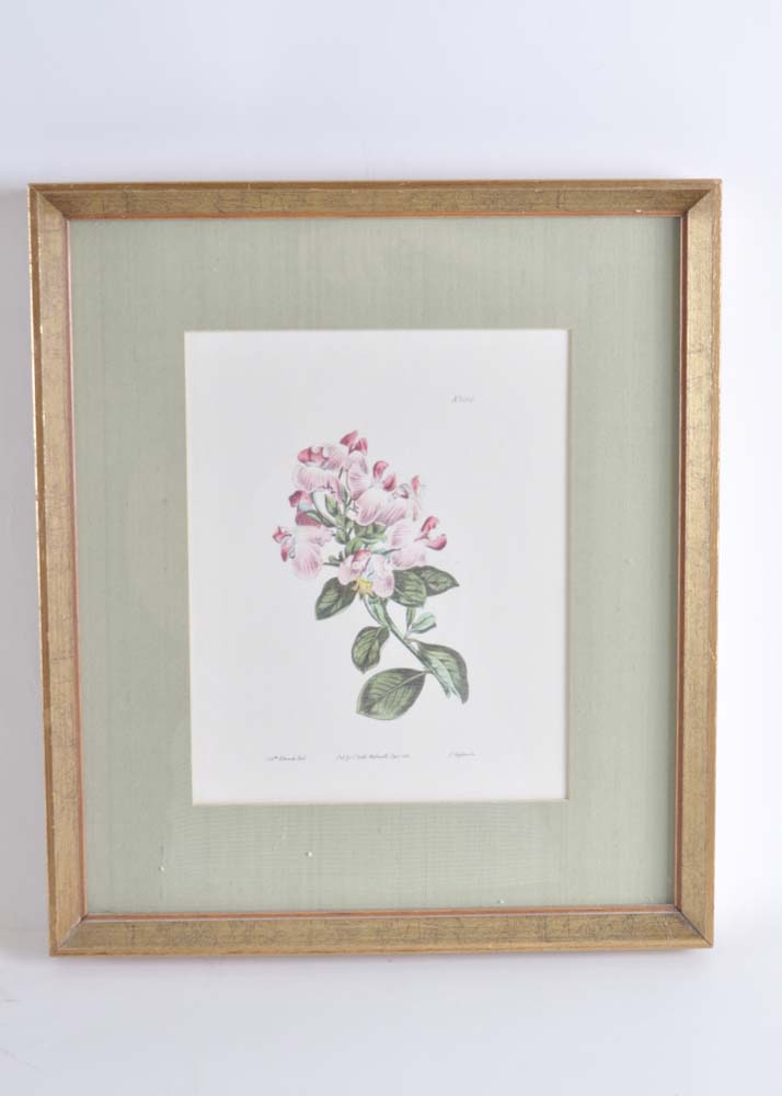 Pair of S. Curtis Walworth Botanical Offset Lithographs