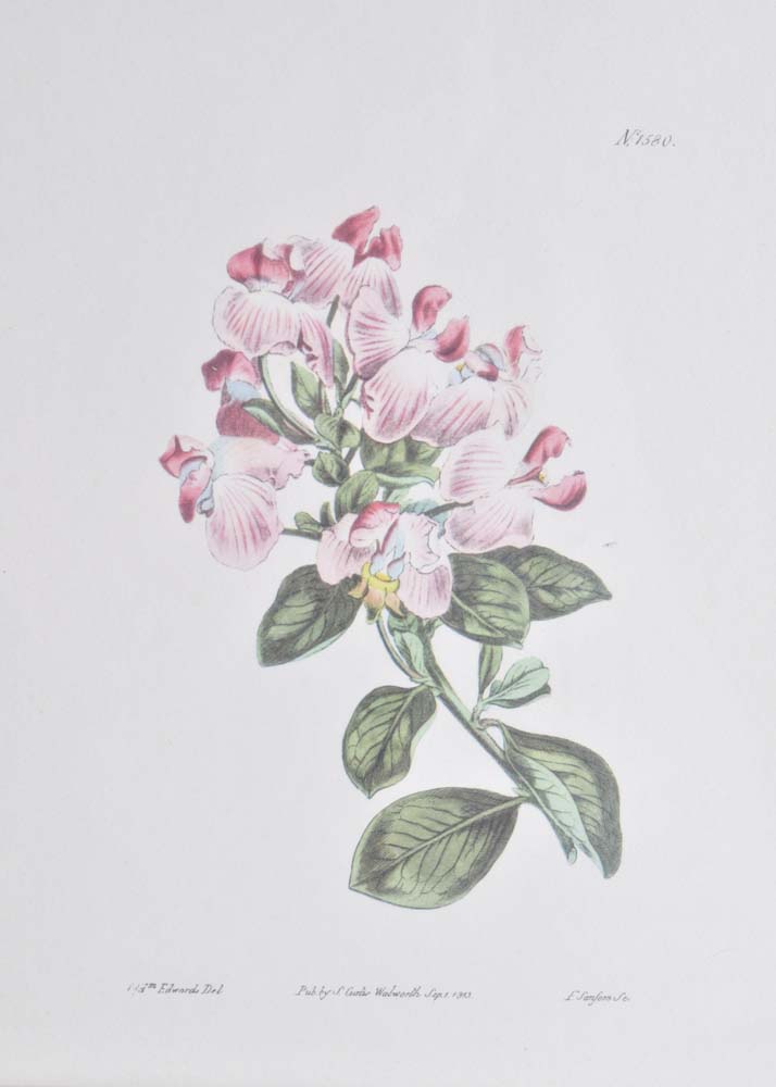 Pair of S. Curtis Walworth Botanical Offset Lithographs