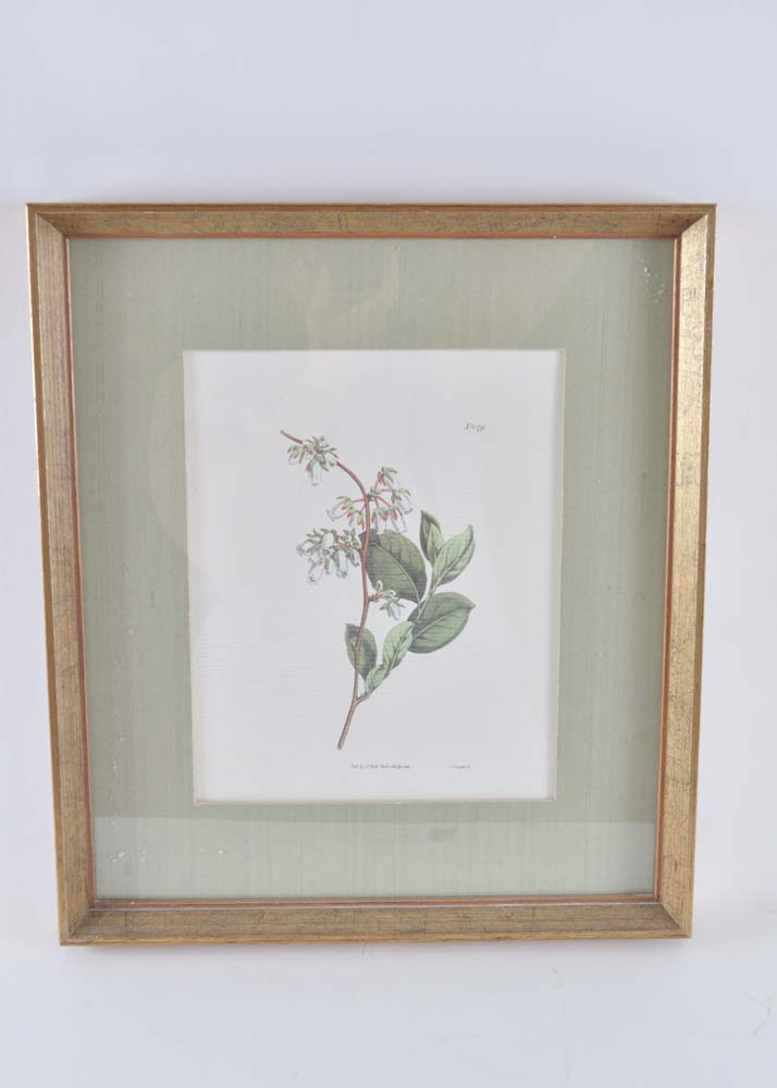 Pair of S. Curtis Walworth Botanical Offset Lithographs