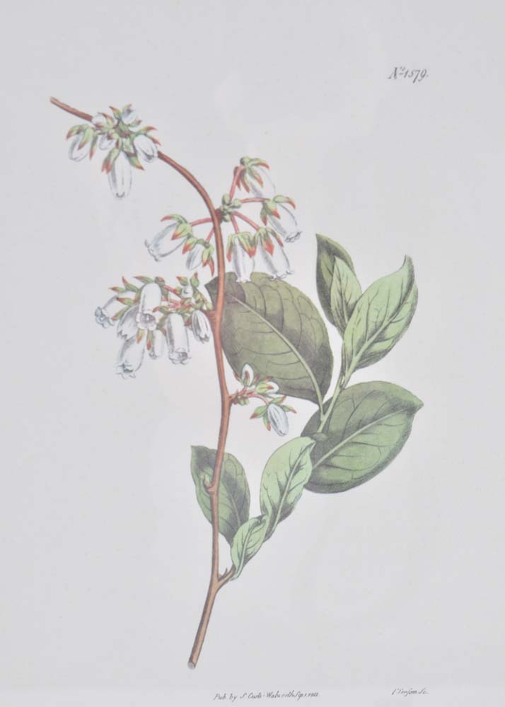 Pair of S. Curtis Walworth Botanical Offset Lithographs