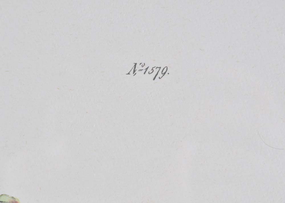 Pair of S. Curtis Walworth Botanical Offset Lithographs