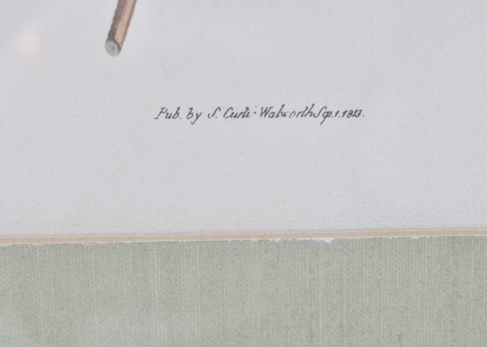 Pair of S. Curtis Walworth Botanical Offset Lithographs