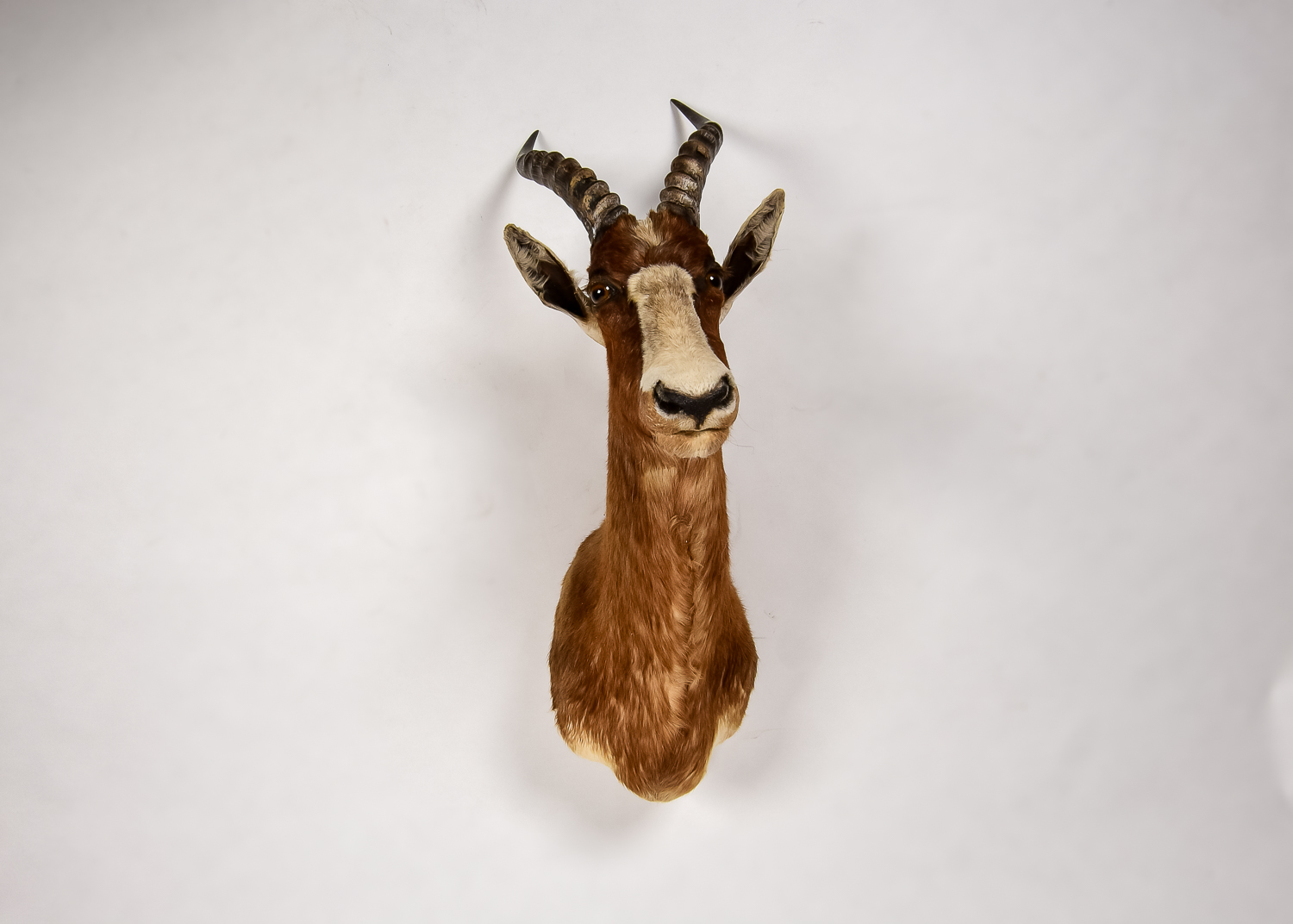African Antelope Taxidermy