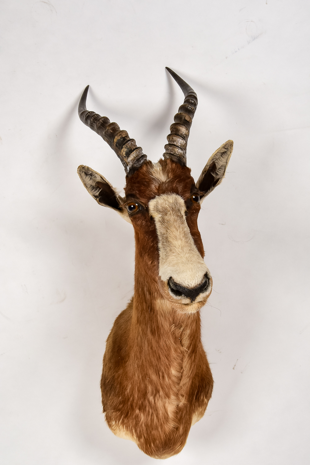 African Antelope Taxidermy