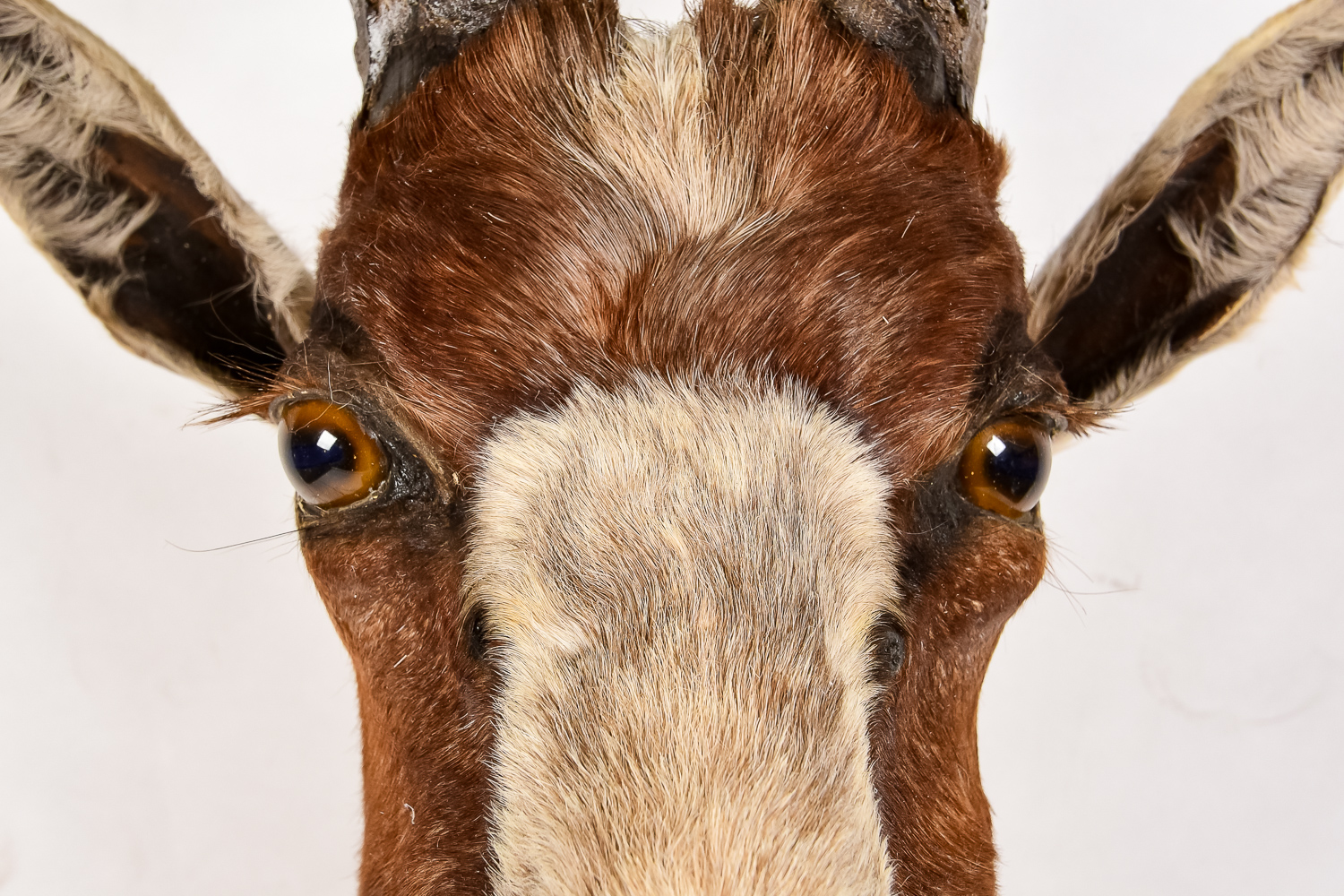 African Antelope Taxidermy