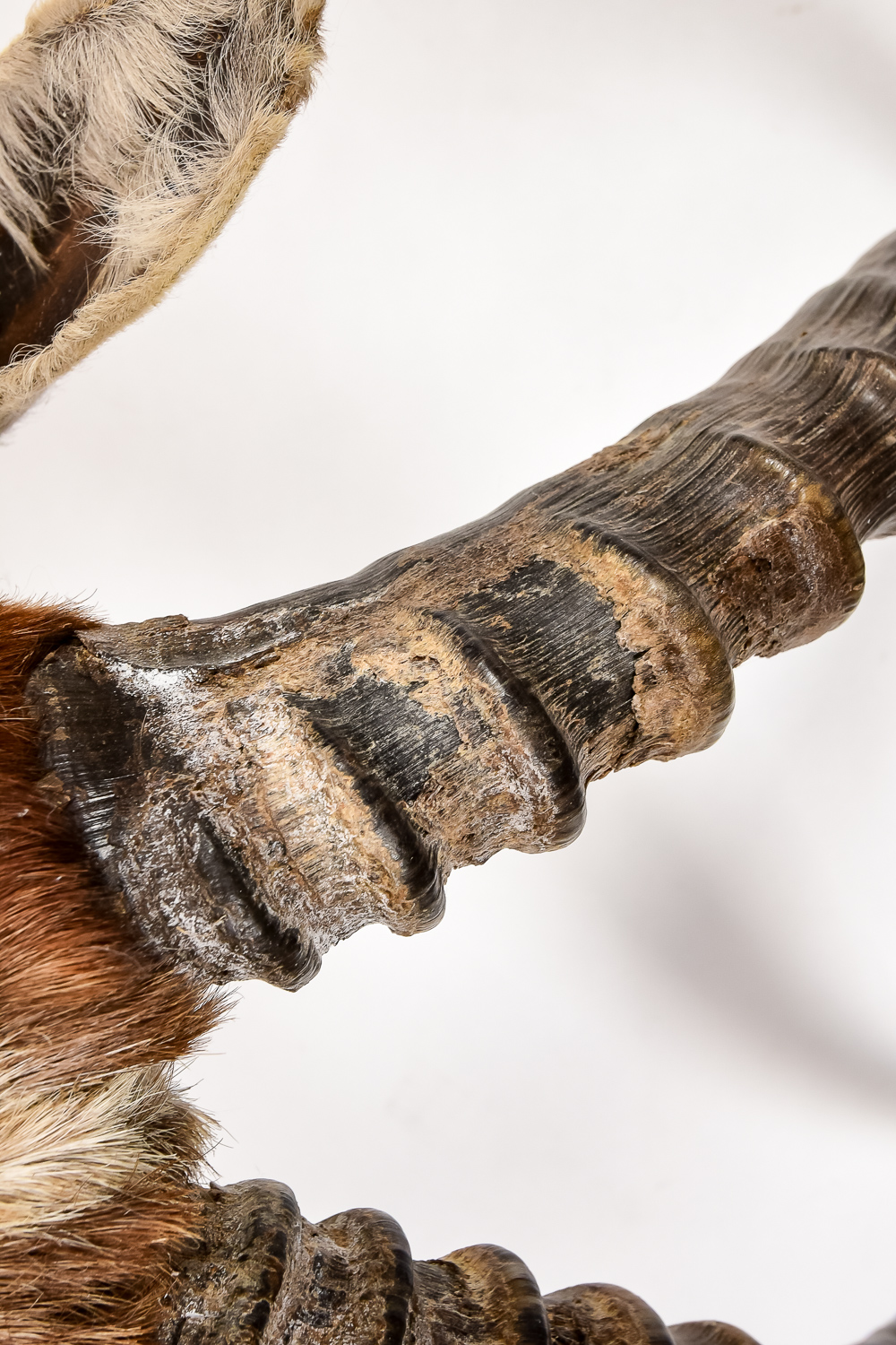 African Antelope Taxidermy