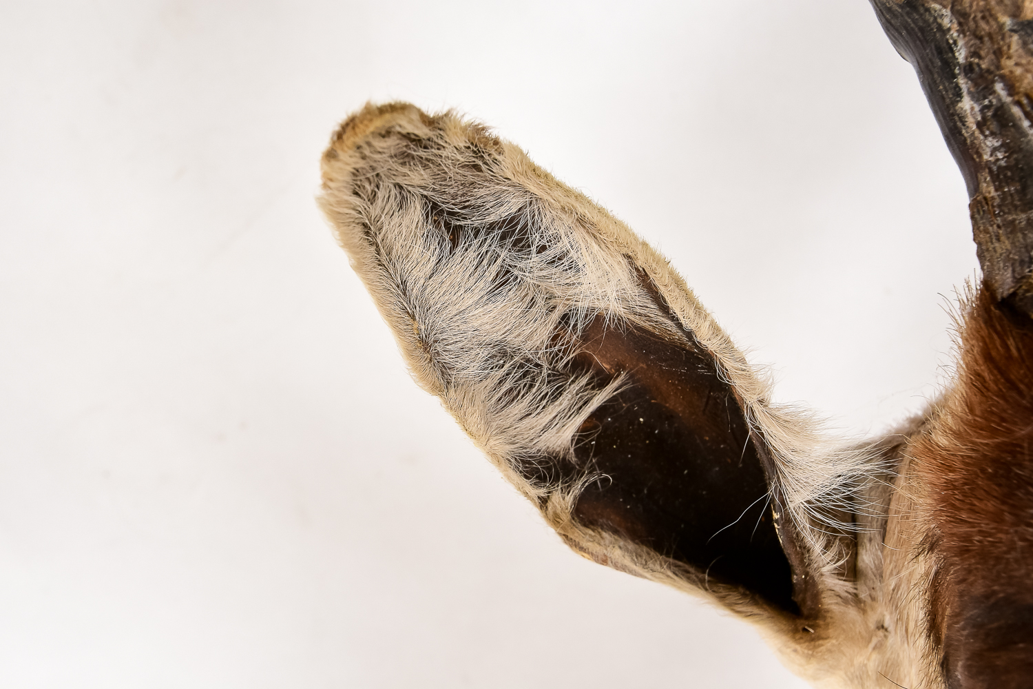 African Antelope Taxidermy