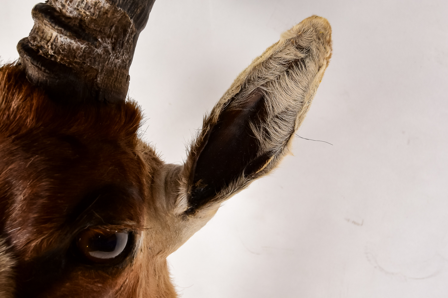 African Antelope Taxidermy