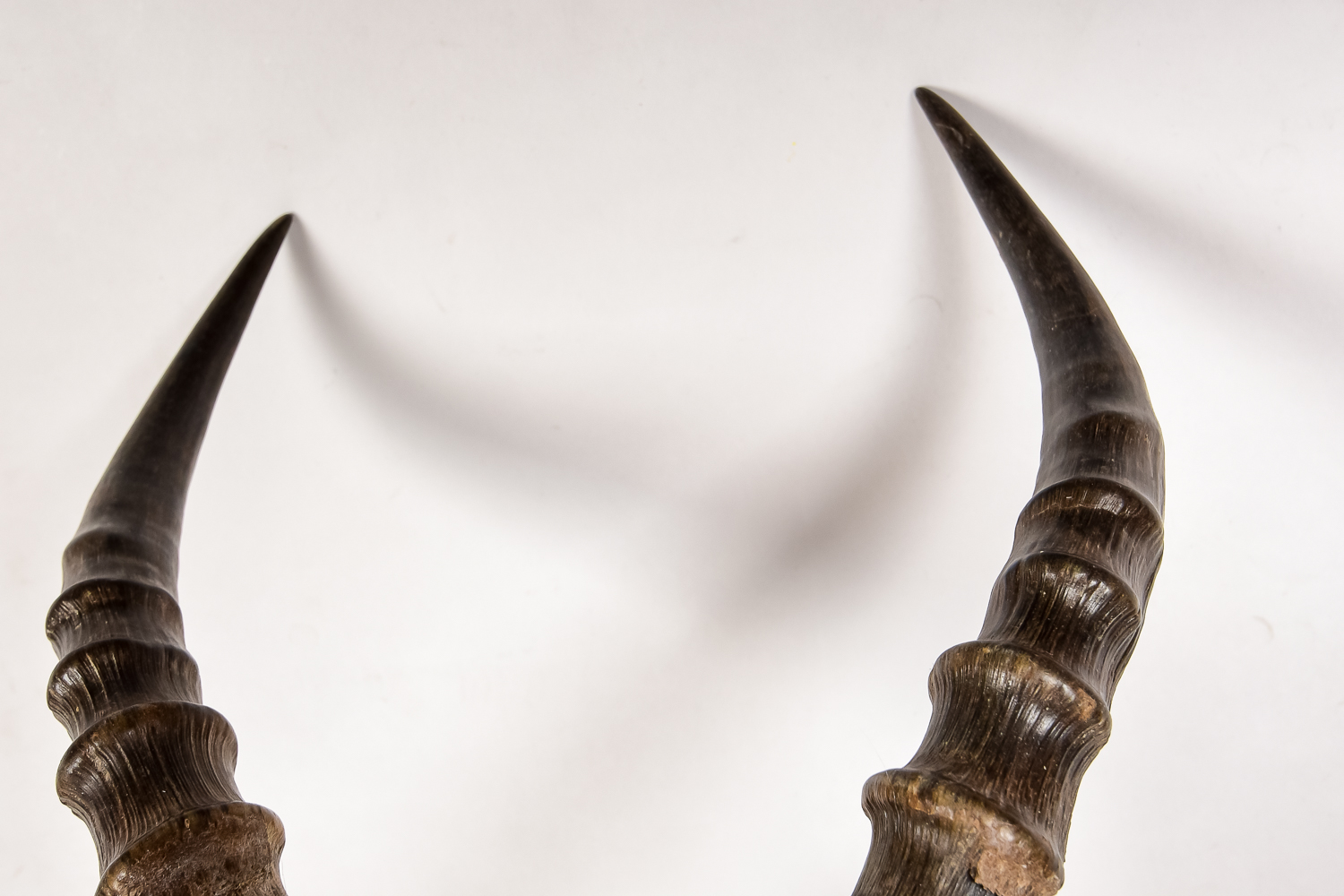 African Antelope Taxidermy