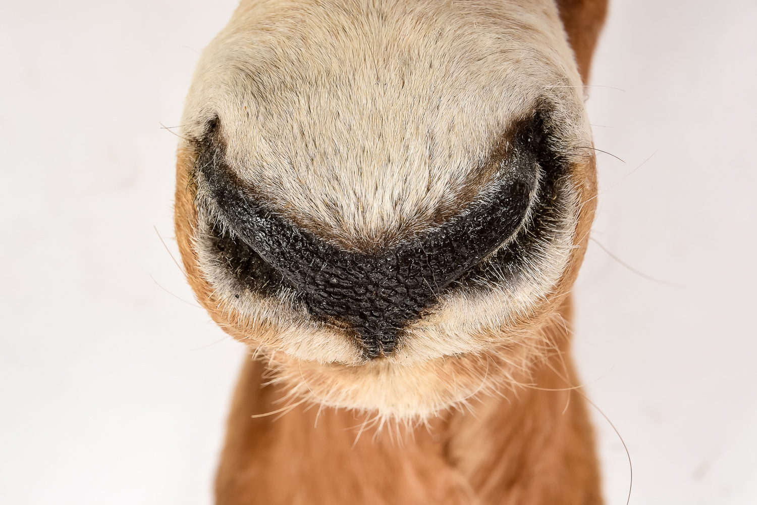 African Antelope Taxidermy