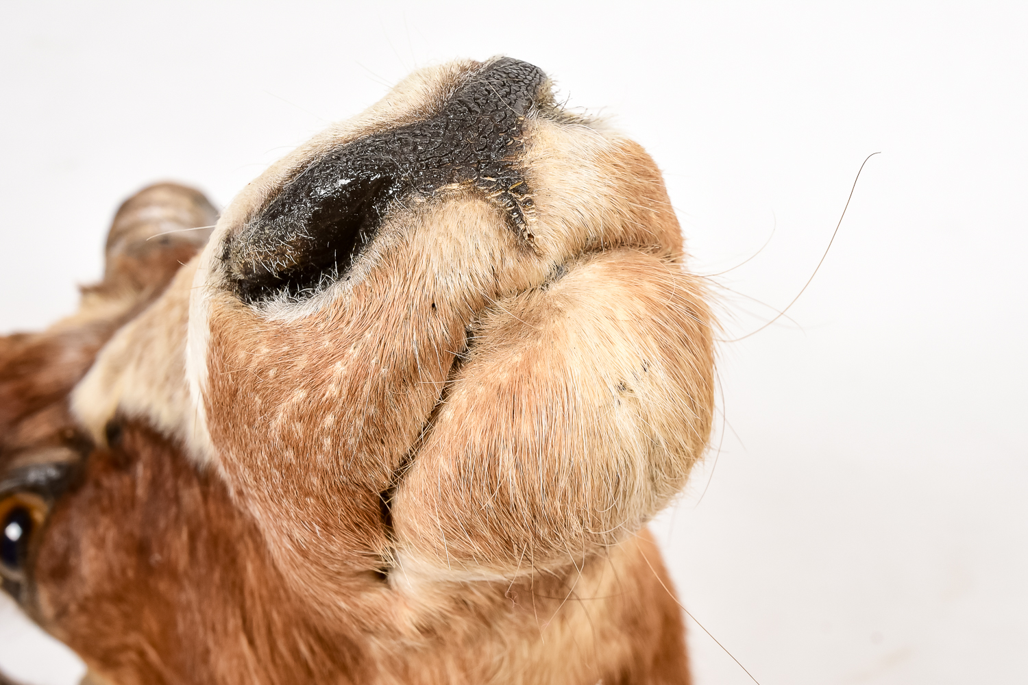 African Antelope Taxidermy
