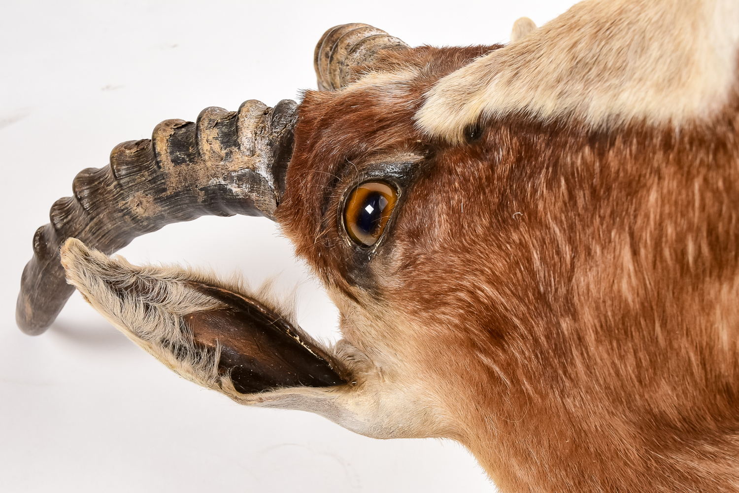 African Antelope Taxidermy