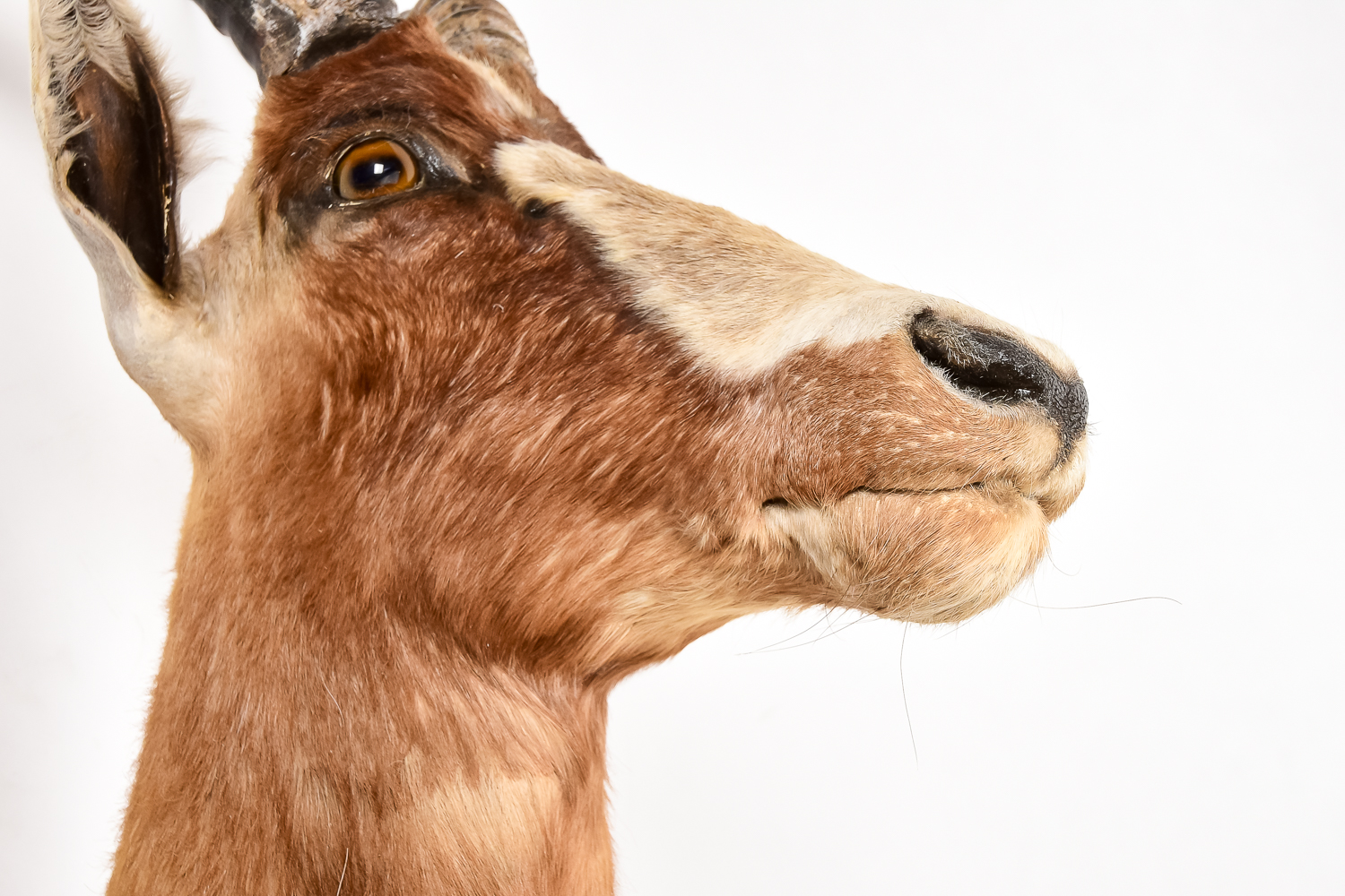 African Antelope Taxidermy