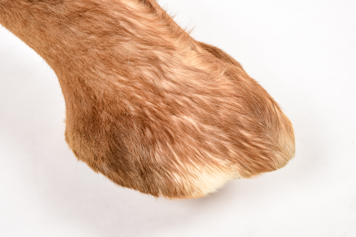 African Antelope Taxidermy