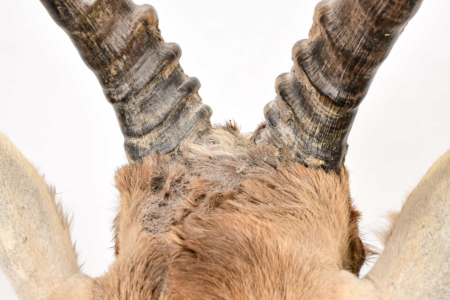 African Antelope Taxidermy