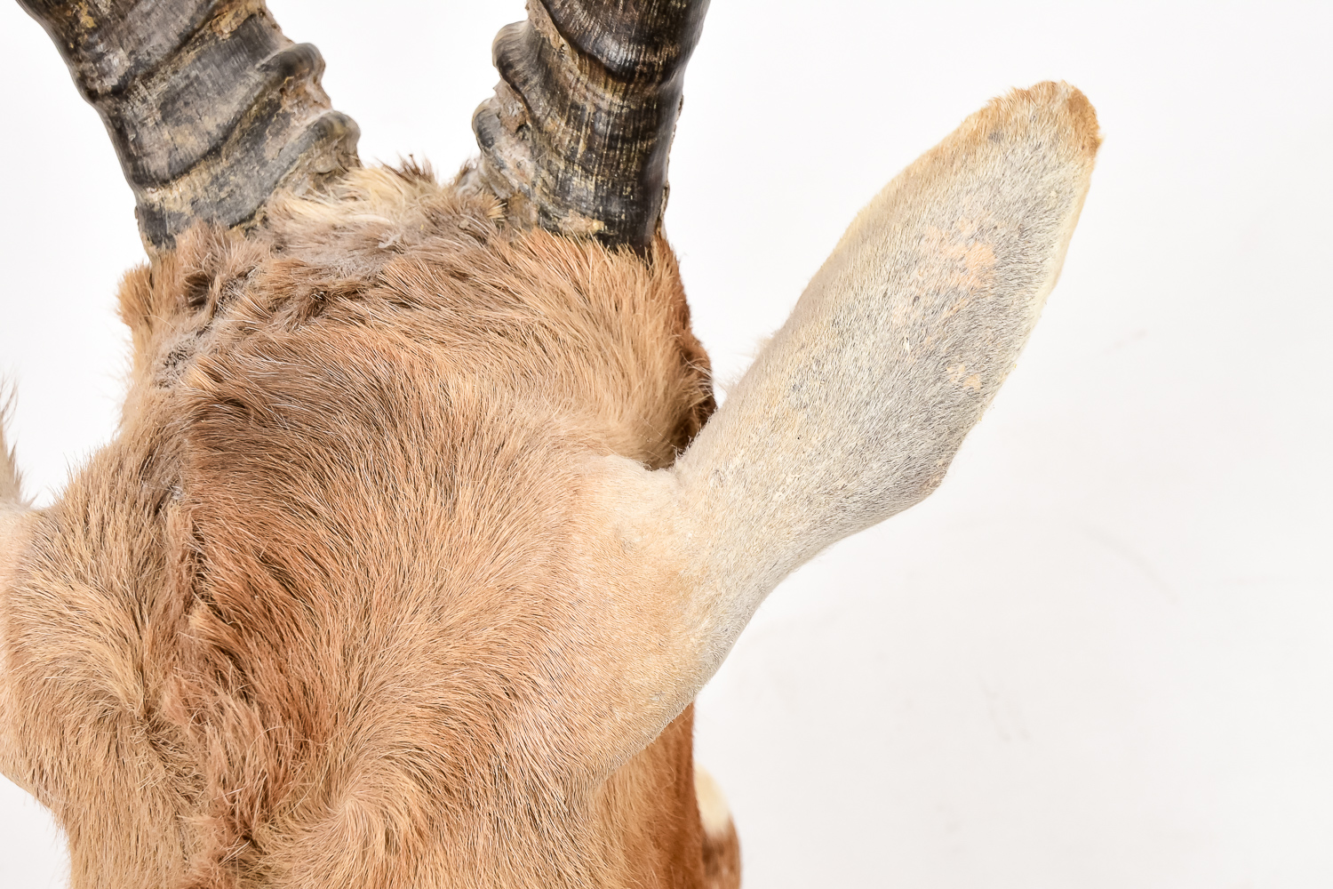 African Antelope Taxidermy