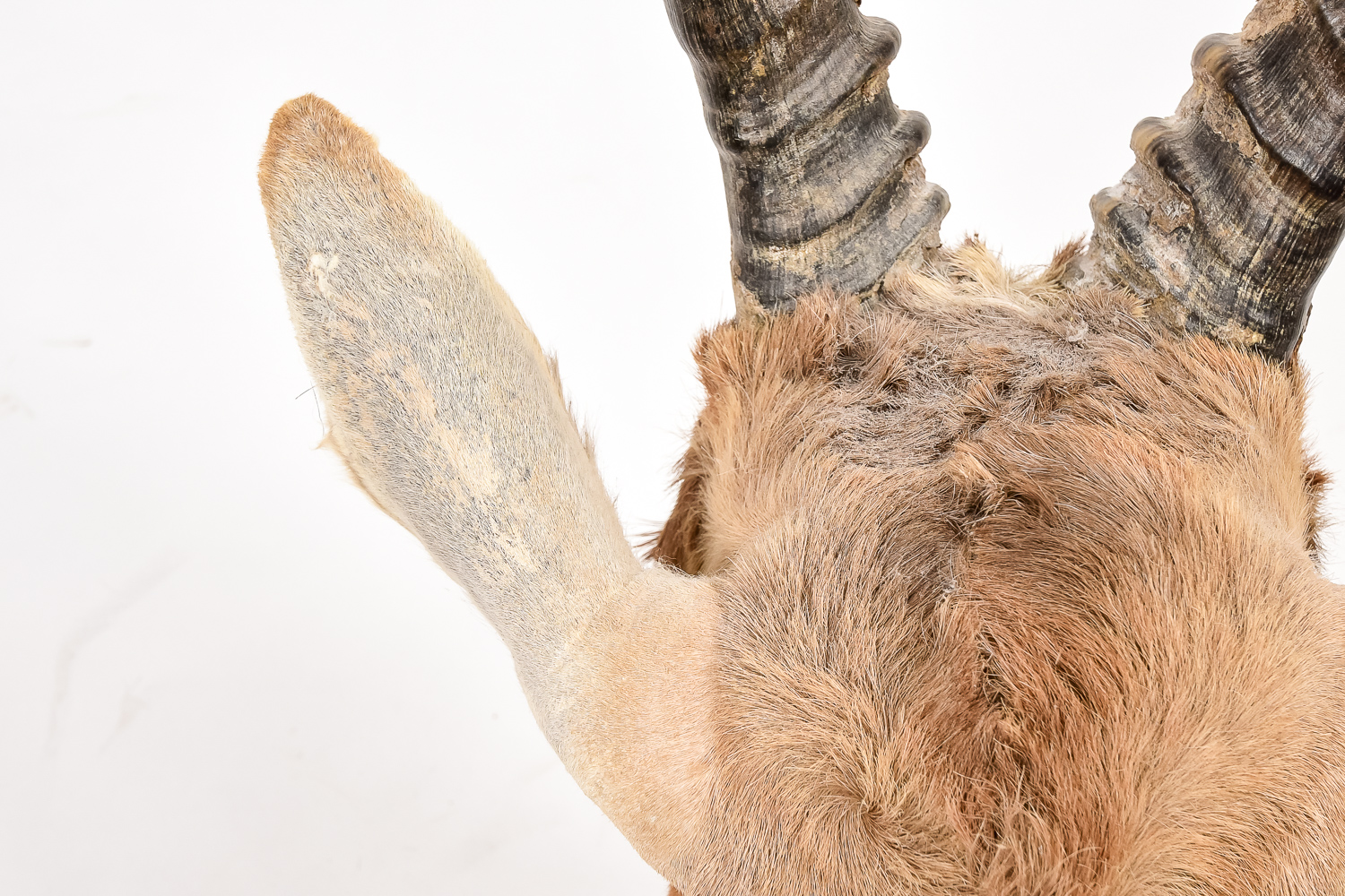 African Antelope Taxidermy